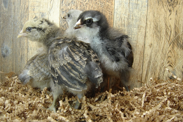 4 Pullet Chicks Week 2 - 3 Easter Egger & 1 Lavender Orpington